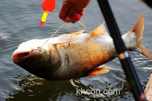 高温中午能钓鲢鳙吗？