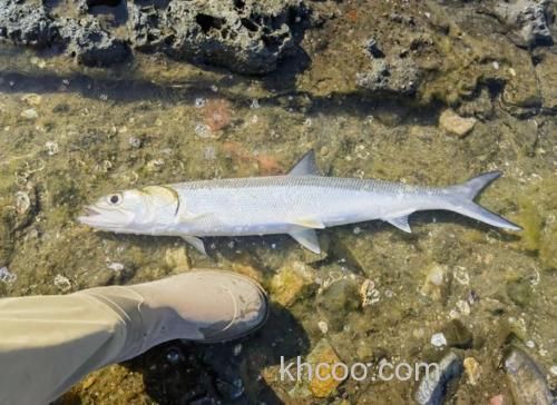 海鲢是鲢鱼吗？