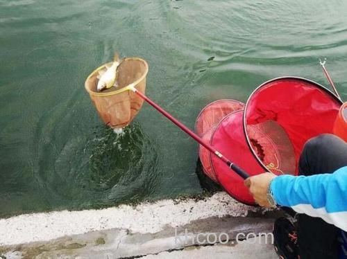 水库撒了鸡粪怎样施钓？