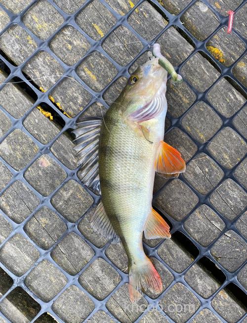 钓鱼的都喜欢的一种叫大黑妹的鱼