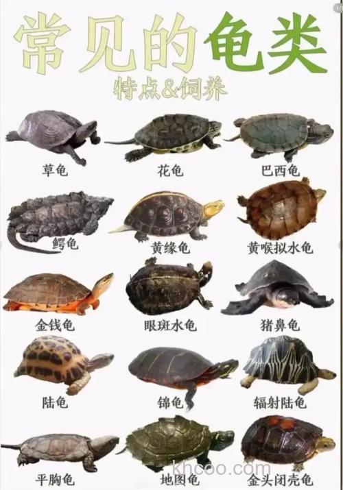 小烏龜吃什么？