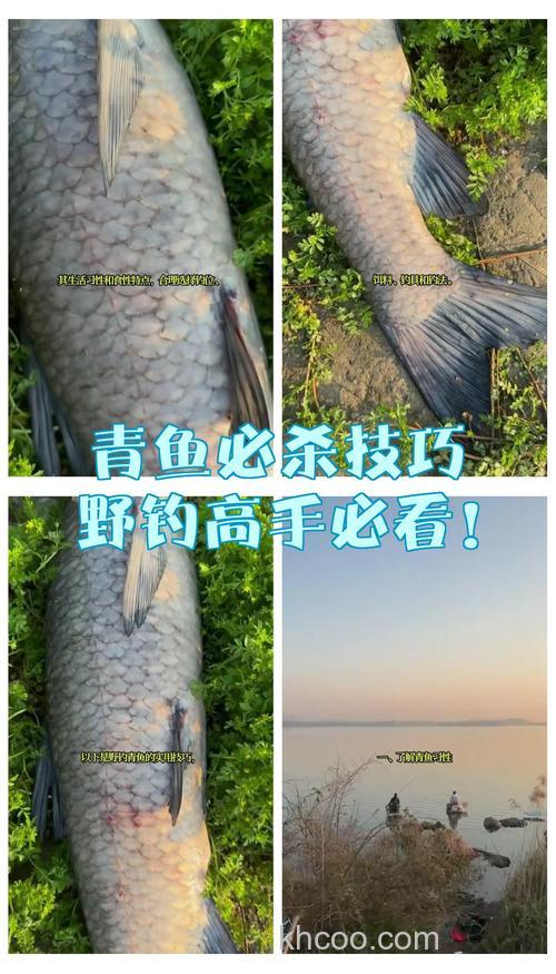 作钓青鱼实战招法，轻松助你钓获青鱼