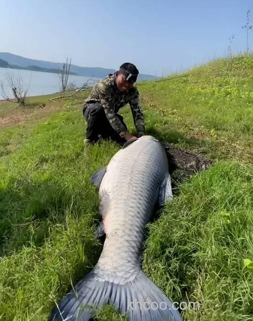 钓鱼人野钓的终极目标，野钓大青鱼