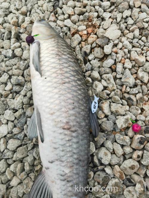 黑坑钓青鱼想上岸太难，看看这些霸王条款，黑不黑一目了然