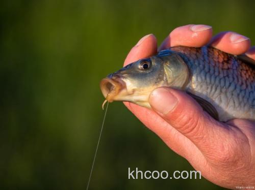 天冷还能不能钓鲤鱼呢?