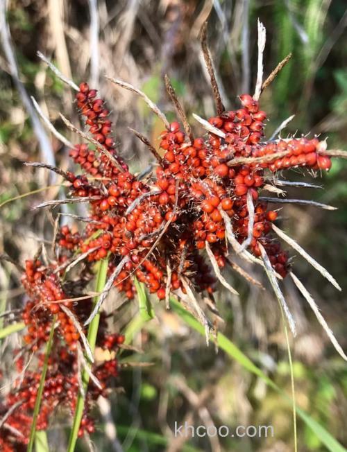 像高粱的野草？