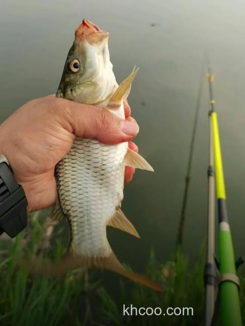 邓刚野钓鲫鱼绝密技巧？