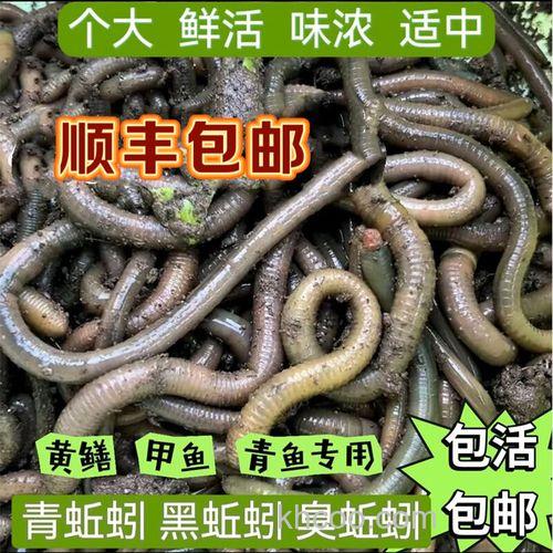 草鱼吃黑蚯蚓么？