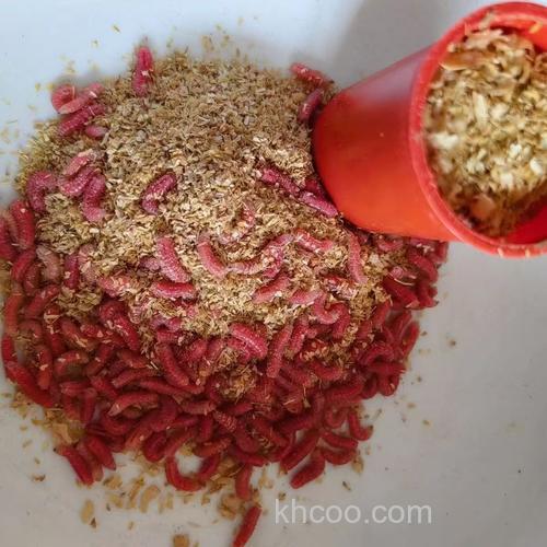 商品饵和活物（红虫、蚯蚓）相比，哪个更好钓鱼？或者说中鱼率高？