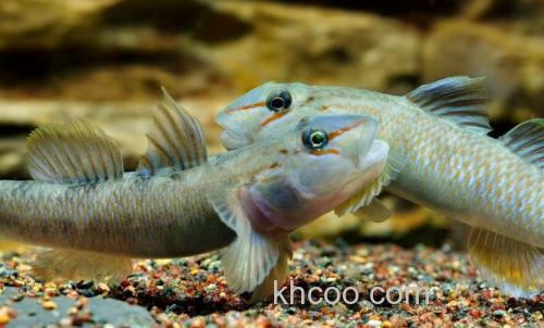 虾虎鱼寿命一般多久？