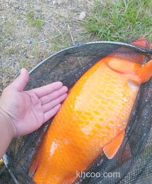 钓鱼钓到红鲤鱼有什么寓意吗？钓鱼钓到锦鲤什么预兆？