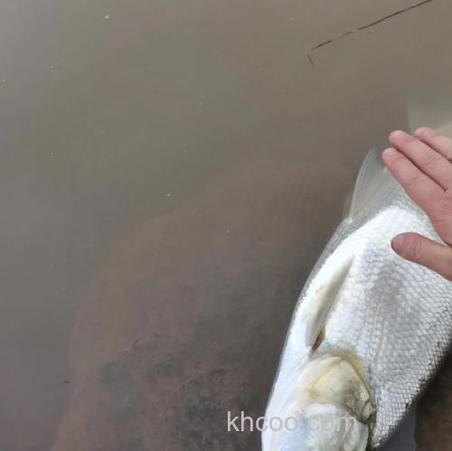 立秋钓翘嘴最佳水位是多少？