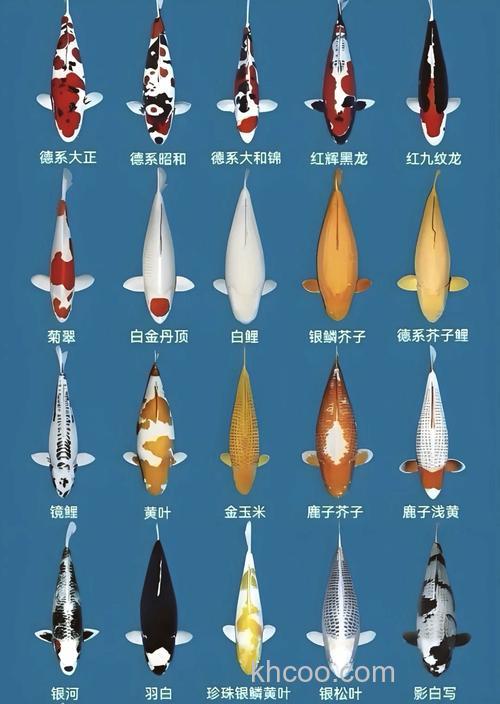 锦鲤哪一种品种最好