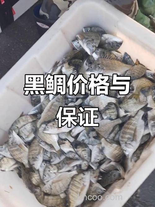 黑鲷鱼多少钱一斤?