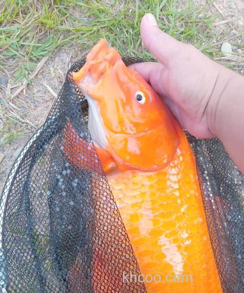 钓上红鲤鱼有讲究没？