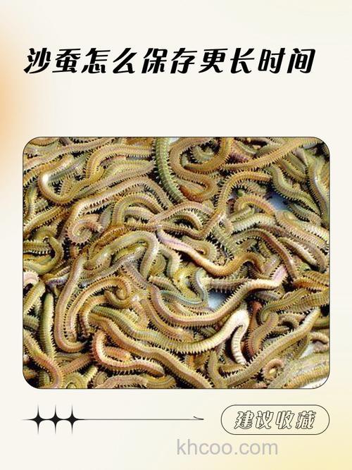 沙蚕是什么动物？能吃吗？一文全知晓