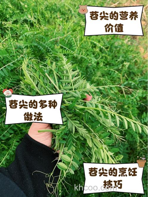 红薯尖可以钓草鱼吗？