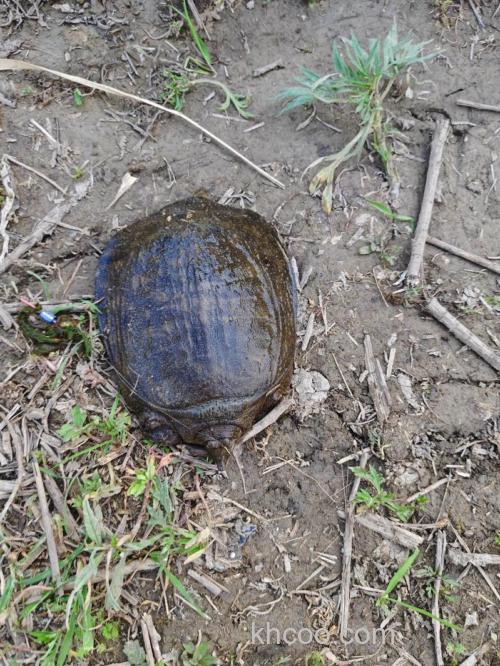 钓鱼钓到乌龟预示什么意思？钓鱼钓到甲鱼预示着什么？