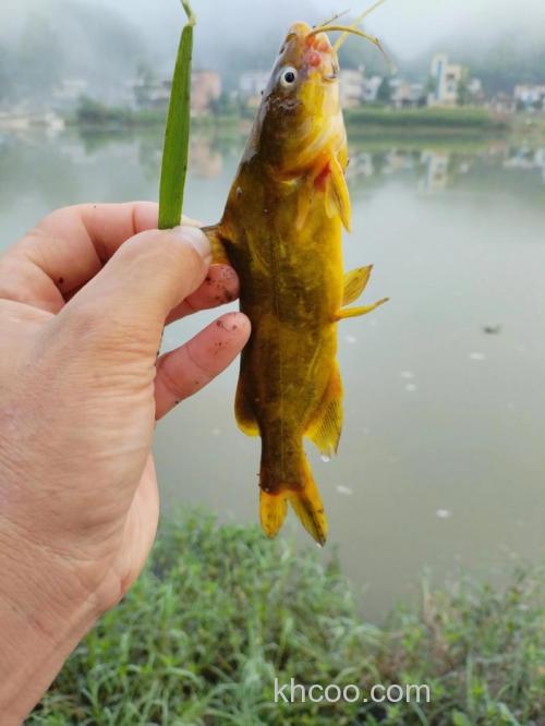 春季钓黄骨鱼怎么钓？