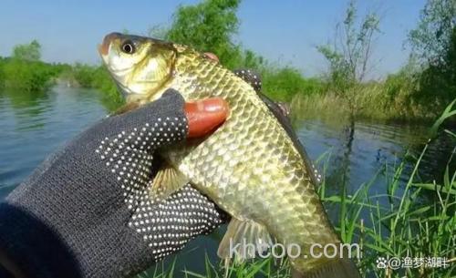 震惊！长竿短线钓大鲫，专攻野生大板鲫