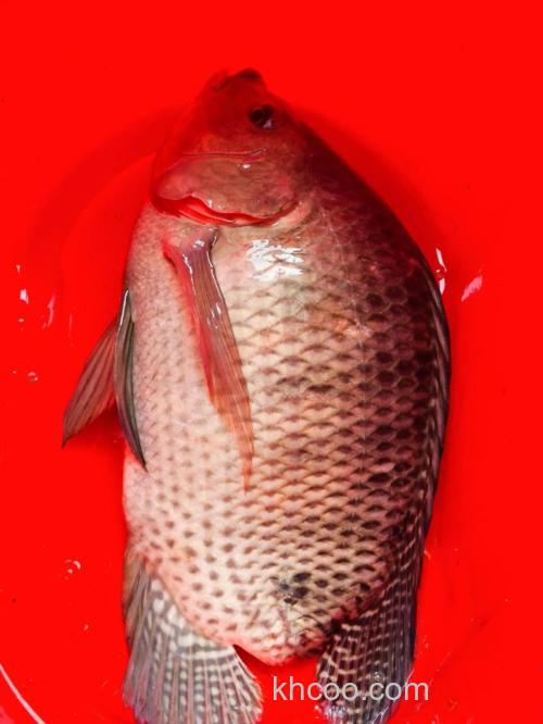 海南罗非鱼之多，你有钓过吗？