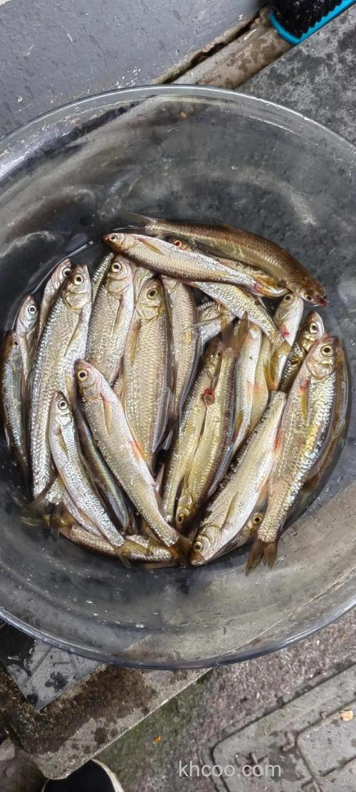 玉米白条闹窝方法？