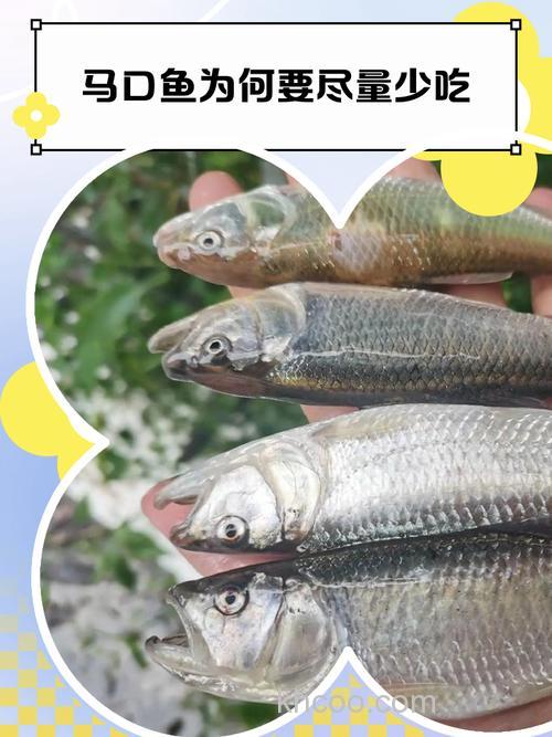 一文了解马口鱼：不是海鱼而是淡水精灵