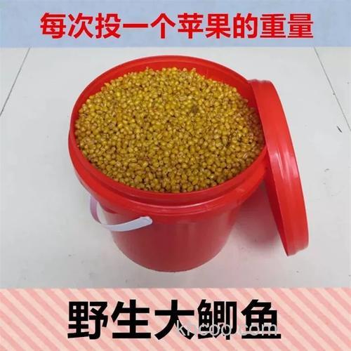 青鱼草鱼麦子做饵方法？