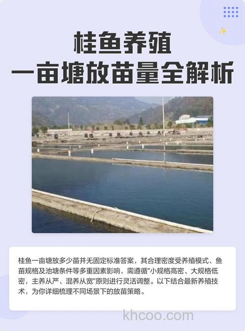 桂鱼一亩塘放多少苗？