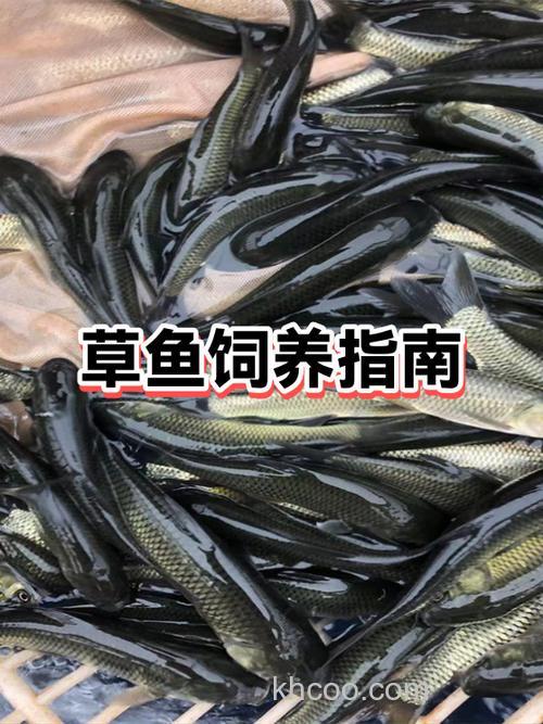 草鱼成群在水面转圈是病了吗