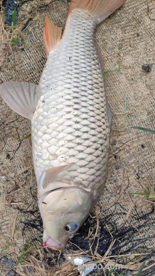 谁说初春钓不到大鲤鱼？做到这几点，上大鲤子！