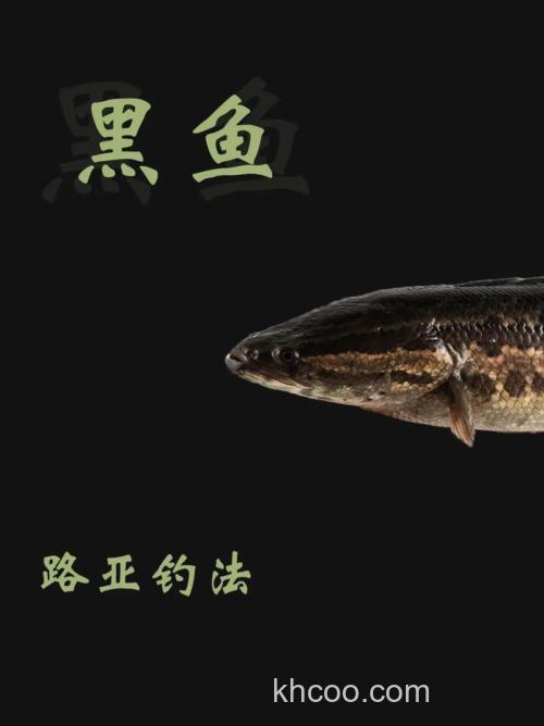 黑鱼这类凶猛鱼类如何垂钓？