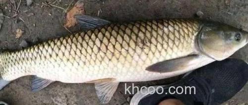 韭菜能钓青草鱼吗？