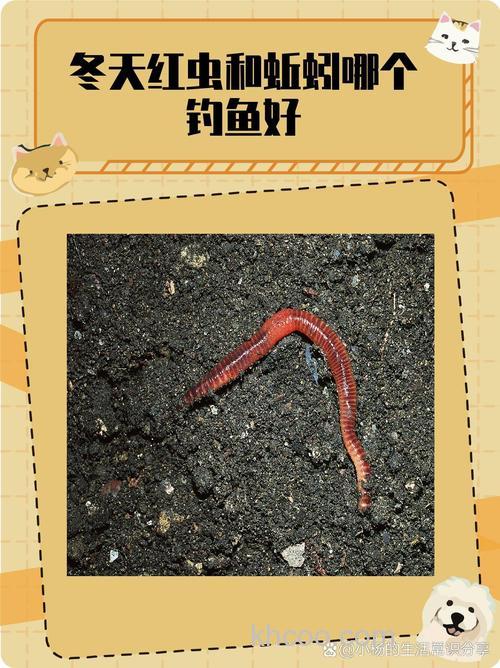 野钓到底是用商品饵好还是蚯蚓或红虫好