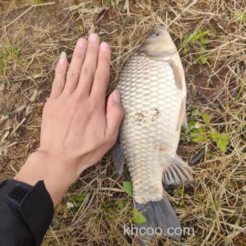 水库鲫鱼好钓吗