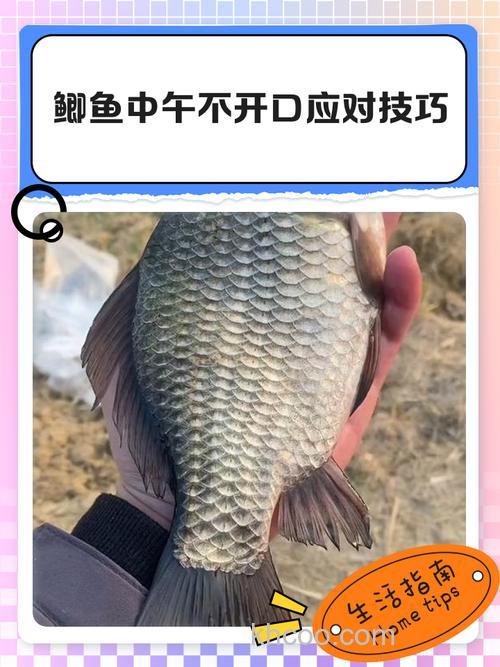 鲫鱼不开口的解决方法是什么?