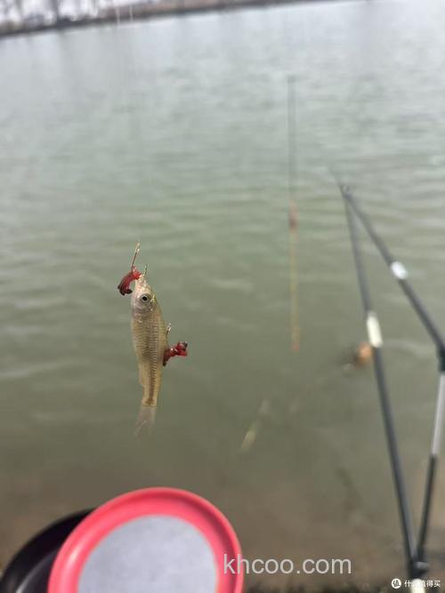 浮钓鲢鳙遇到麦穗闹窝？