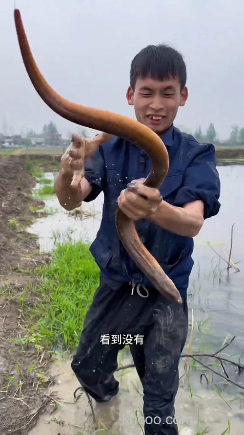 虾塘有很多半斤以上的黄鳝为什么捕不到?