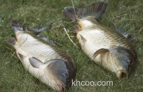 鲤鱼，草鱼，鲫鱼的生活的地方