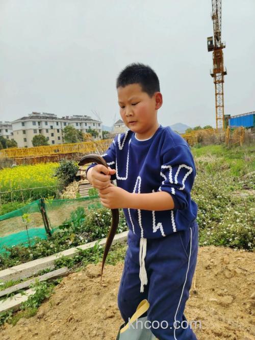 怎样诱捕野生黄鳝