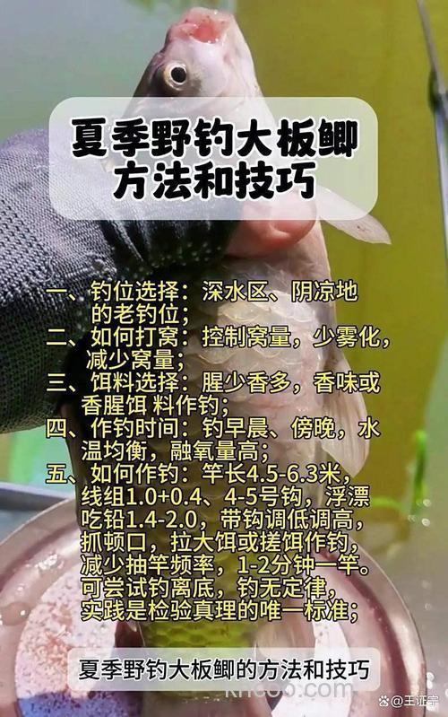 春季钓鱼为何别人爆护你却空军？试试这 3 个钓位，轻松解锁大板鲫