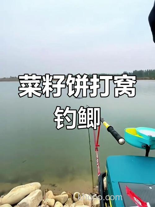 用油菜饼怎么钓鱼