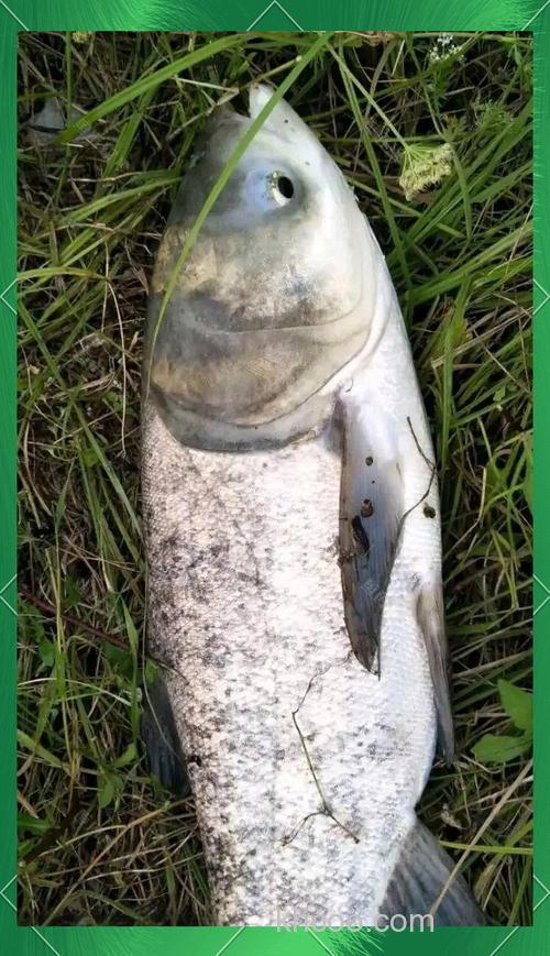 至强鲢鳙能钓什么鱼？