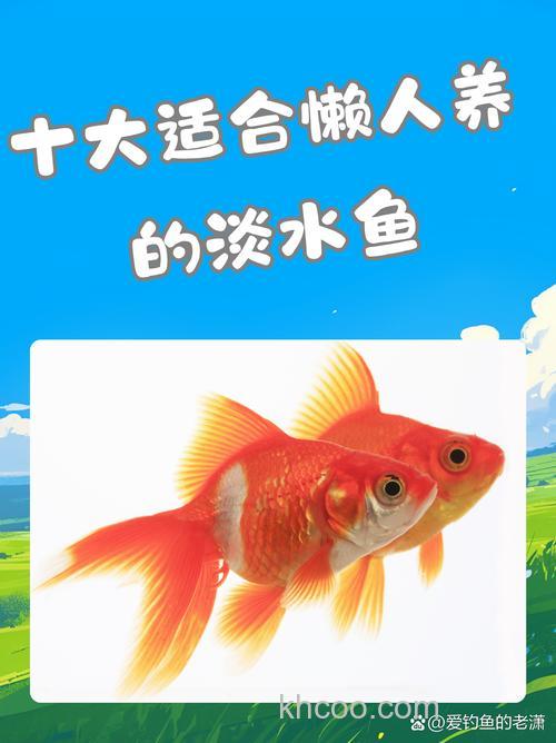 什么鱼最好养活？什么鱼最溶氧死的最快？