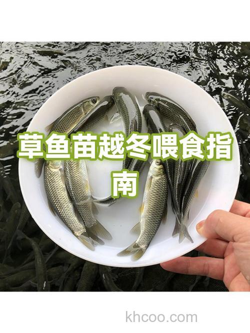 给草鱼喂食小麦会不会有事？