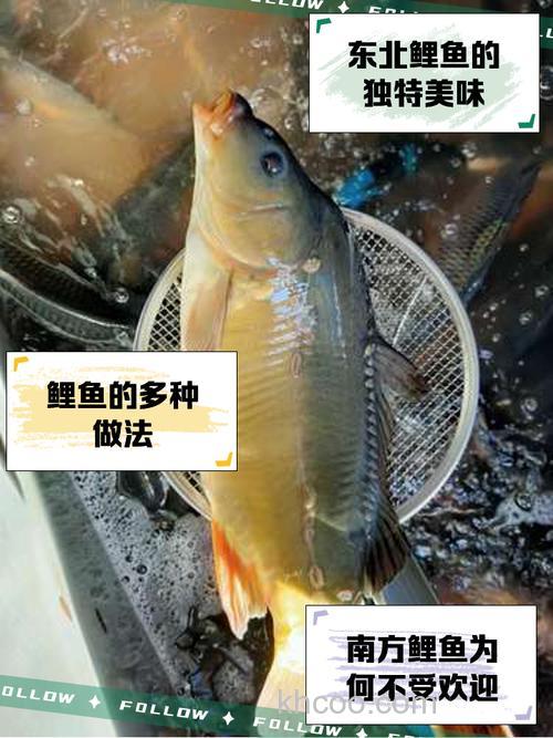 东北鲤鱼喜欢什么味型的
