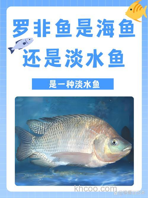 像罗非鱼的海鱼是什么鱼？