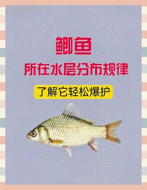 夏天钓鲫鱼用麝香好还是果香味好？