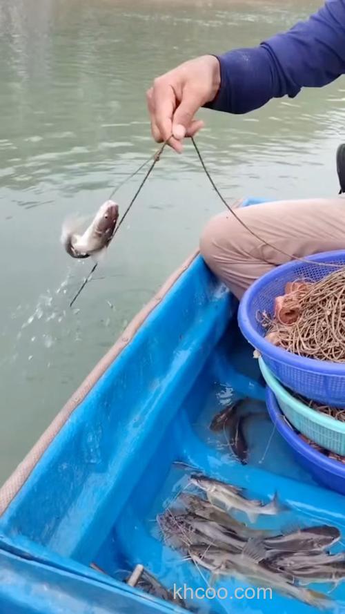 排钩延绳钓能钓鲢鳙吗？