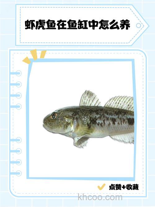 虾虎鱼是冷水鱼吗还是热水？